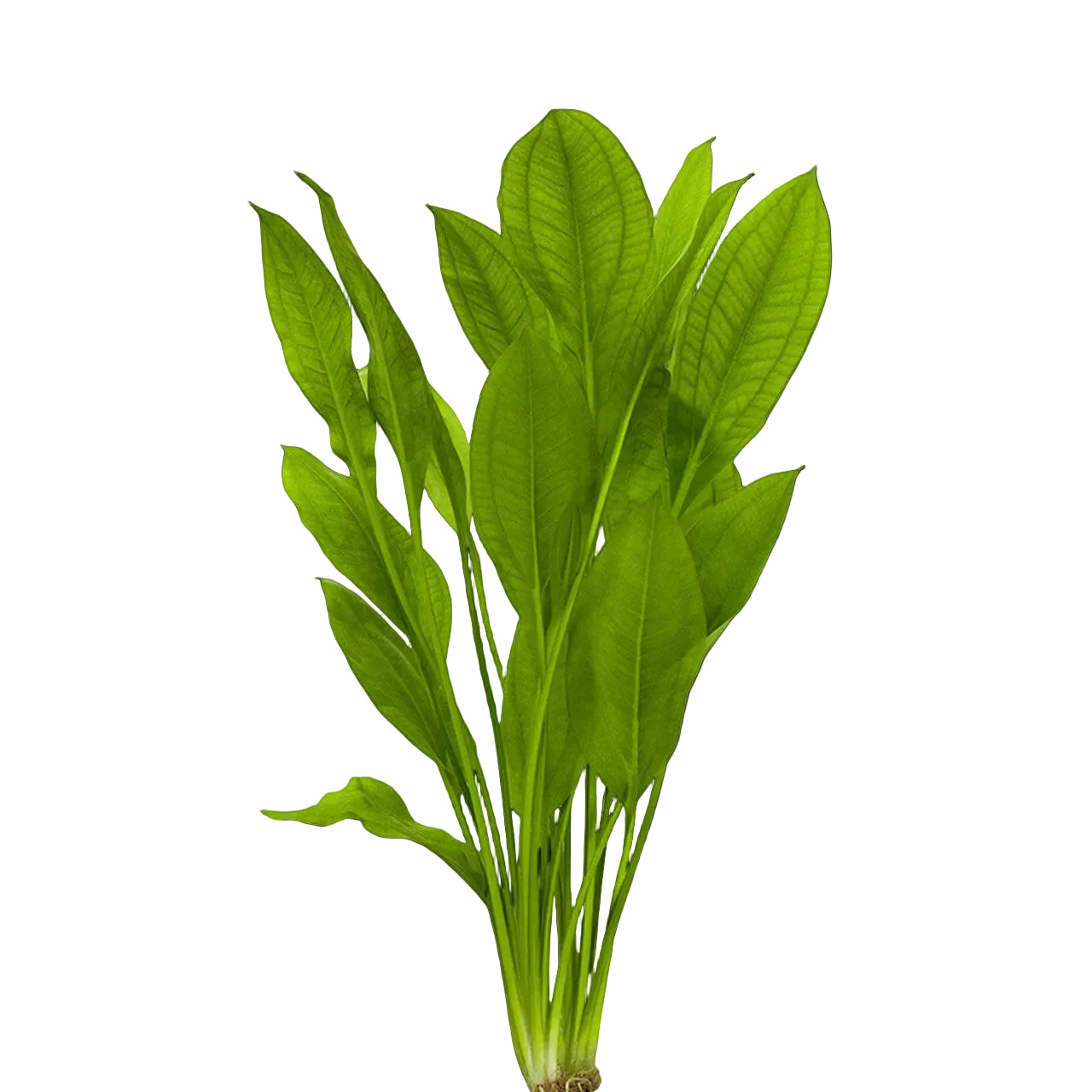 Amazon Sword (Echinodorus bleheri) live aquarium plant with lush green foliage