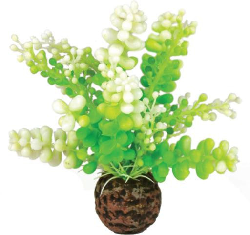 biOrb Aquatic Caulerpa Green Small 822728007334