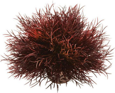 biOrb Aquatic Sea Lily Crimson - Aquarium