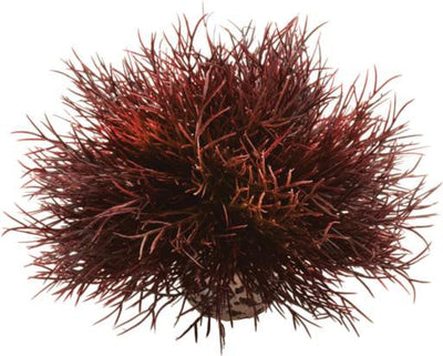 biOrb Aquatic Sea Lily Crimson 822728005392