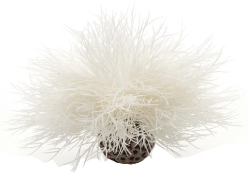 biOrb Aquatic Sea Lily White 822728005408