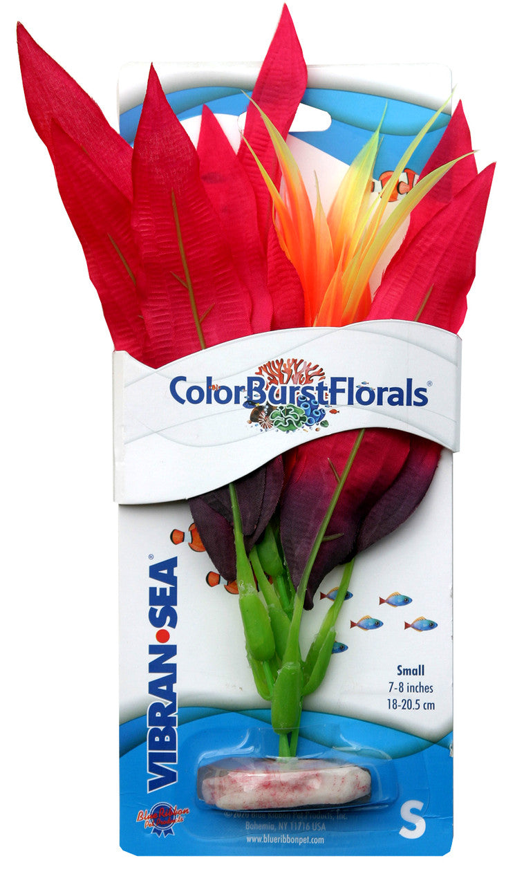 Blue Ribbon Colorburst Florals Amazon Sword Aquarium Plant Red SM