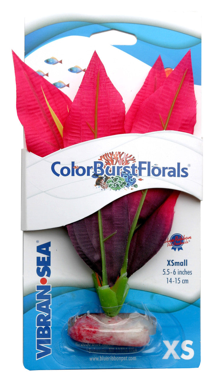 Blue Ribbon Colorburst Florals Amazon Sword Aquarium Plant Red XS