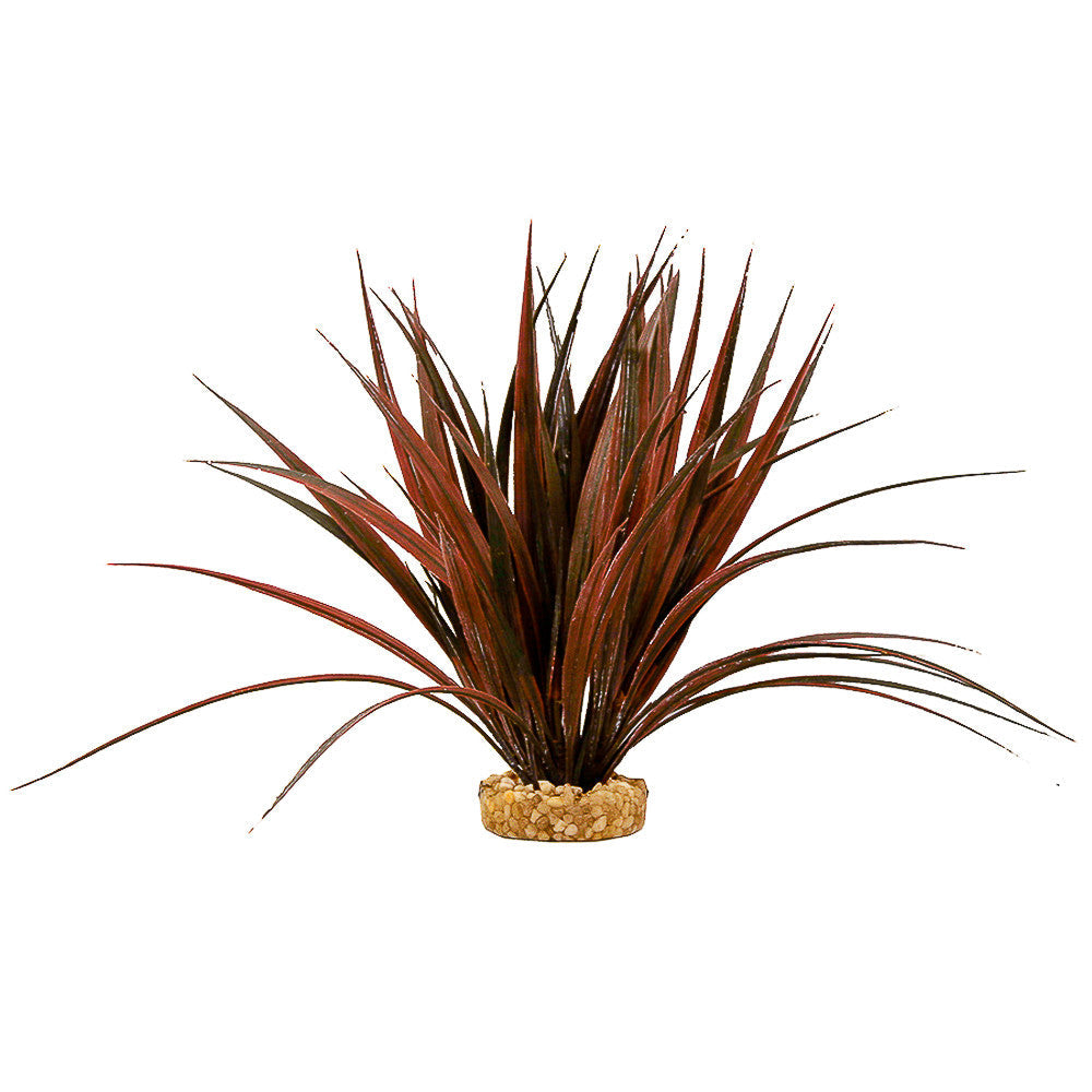 amazonia succulent Blue Ribbon Amazonian Plant with Gravel Base Plum