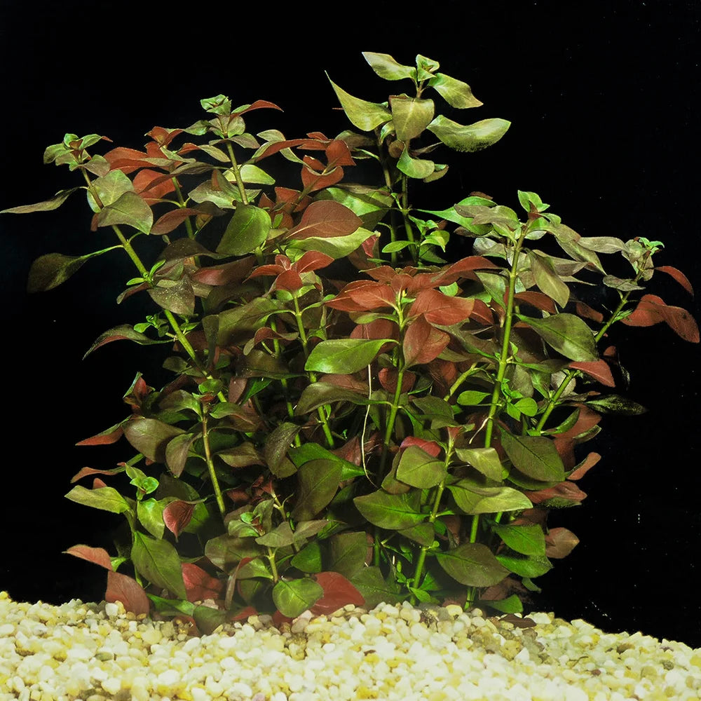 Live Broadleaf Ludwigia (Ludwigia repens) freshwater aquarium plant with wide green and reddish leaves.