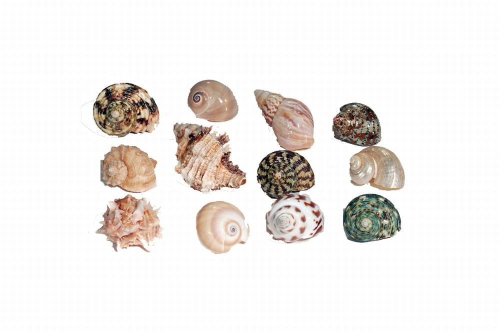 Florida Marine Research Natural Shell Terrarium Ornament Multi-Color MD
