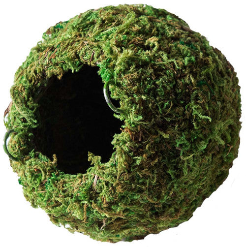 Galapagos Mossy Cave Terrarium Hideaway Fresh Green 4 in - Reptile