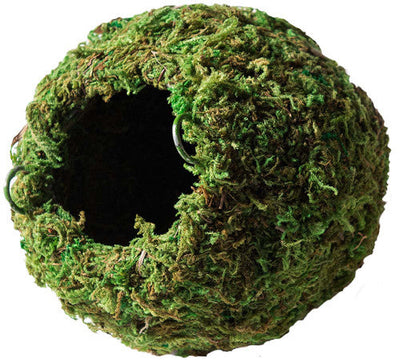 Galapagos Mossy Cave Terrarium Hideaway Fresh Green 6 in - Reptile