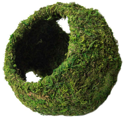 Galapagos Mossy Cave Terrarium Hideaway Fresh Green 8 in - Reptile