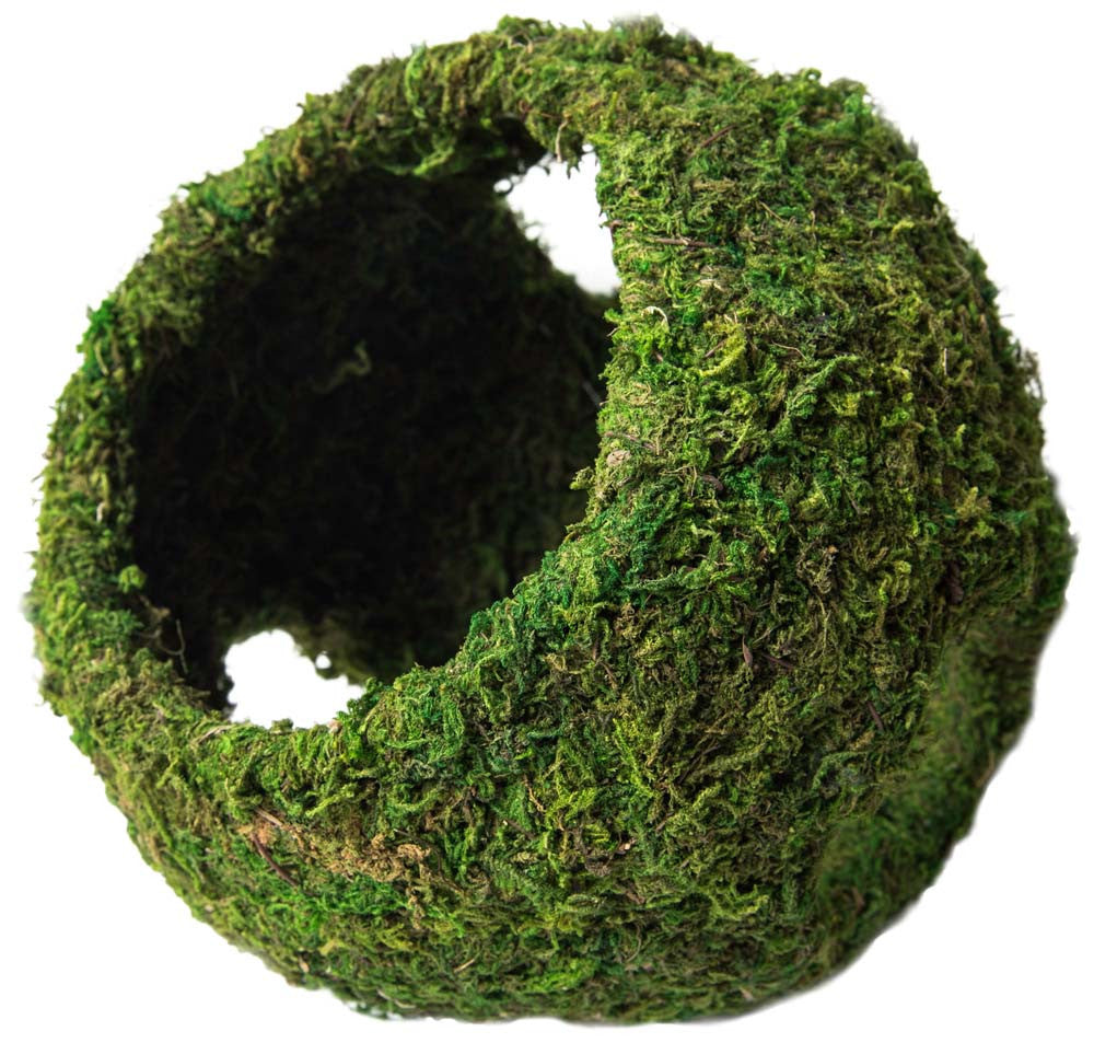 Galapagos Mossy Cave Terrarium Hideaway Fresh Green 8 in