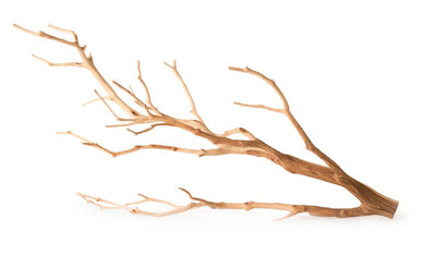 Galapagos Staghorn Wood Manzanita Branch Brown 13 Inches - 18 Inches