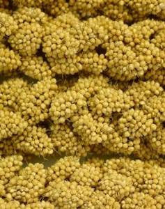 Higgins Spray Millet 5lb {L - 1}466002(D) - Bird