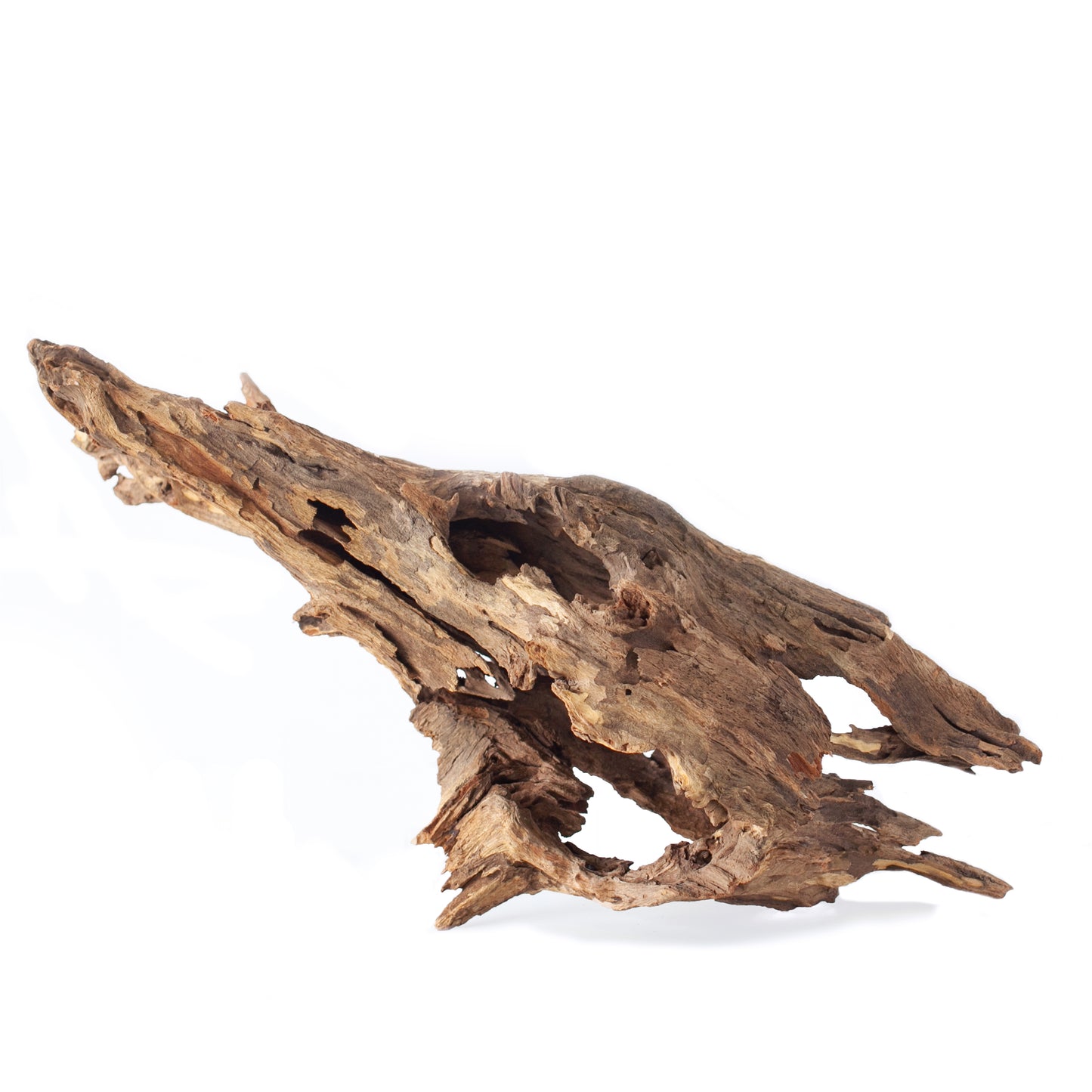 Galapagos Hollow Tree Root Natural Driftwood 12-16 in 759834055556