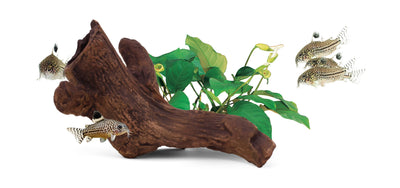 aquavitro Ceramic Hides Aquatic Ornament B2 000116070966