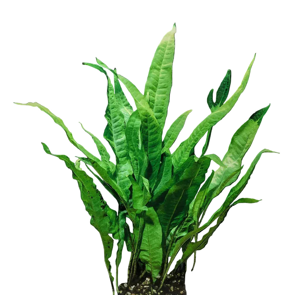 A healthy Java Fern (Microsorum pteropus) aquarium plant with long, deep green, textured leaves growing from a thick rhizome. The lush foliage makes it an ideal midground or background plant for freshwater aquariums.