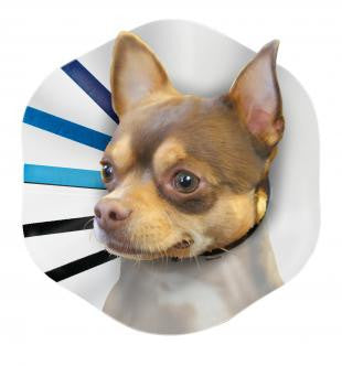 KONG E - Collar Clear/Blue/Black SM - Dog