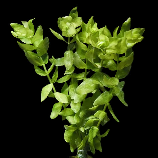 Live Bacopa caroliniana freshwater aquarium plant with bright green leaves