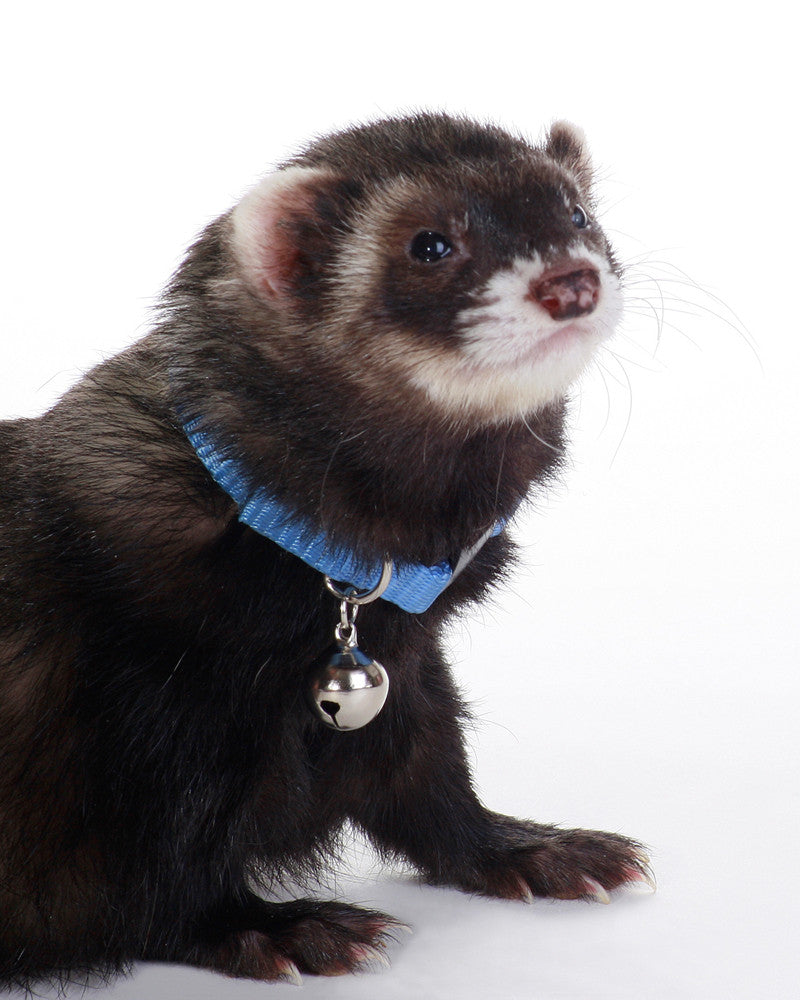 Marshall Ferret Bell Collar Blue 3/8 in