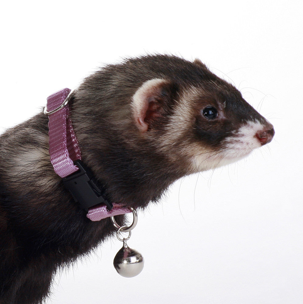 Marshall Ferret Bell Collar Purple 3/8 in