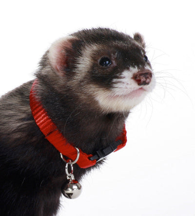 Marshall Ferret Bell Collar Red 3/8 in