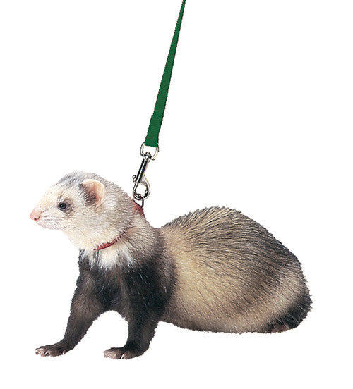 Marshall Ferret Harness and Lead Set Black - Small - Pet