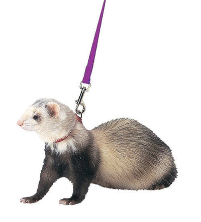 Marshall Ferret Harness and Lead Set Purple - Small - Pet