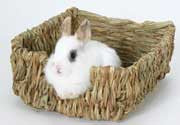 Marshall Woven Pet Bed for Small Animals Green, Yellow