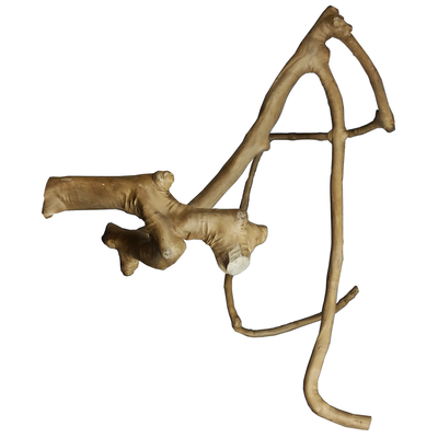 A & E Cages Java Wood Multi Branch Bird Perch Large 644472011180