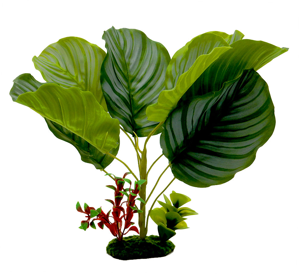 Blue Ribbon Pet Products Tropical Gardens Variegated Calathea Aquarium Plant 13 in 030157020989