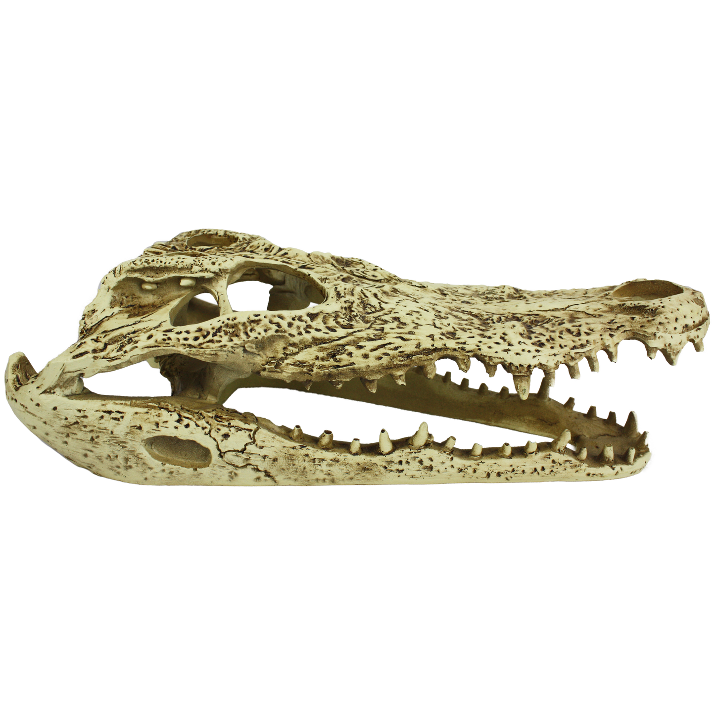 Komodo Alligator Skull Hideout 9 in 784369933161