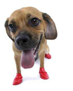Pawz Dog Boots 12 pk. Small {L+1x} 975103 897515001031