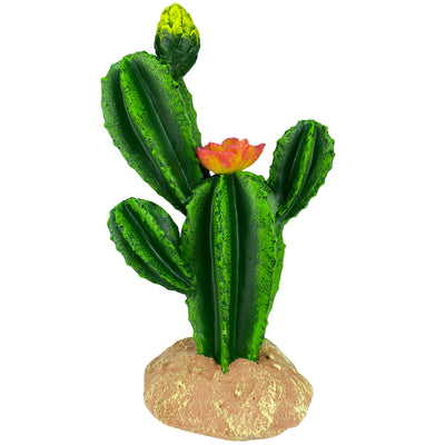 Komodo Cactus Plant Flower 9 in 784369933239