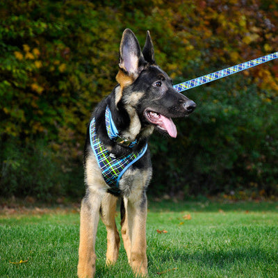 Ribbon Nylon Dog Leash Yellow 1 in x 6 ft