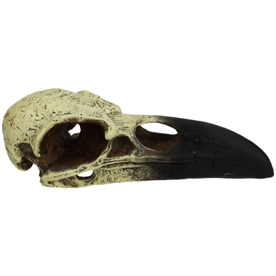 Komodo Raven Skull Hideout Medium, 6 in 784369933147