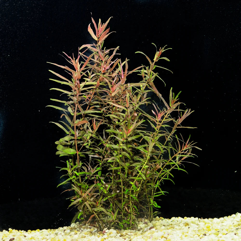 Rotala Magenta (Rotala macrandra 'Magenta') freshwater aquarium plant with narrow pink and magenta leaves