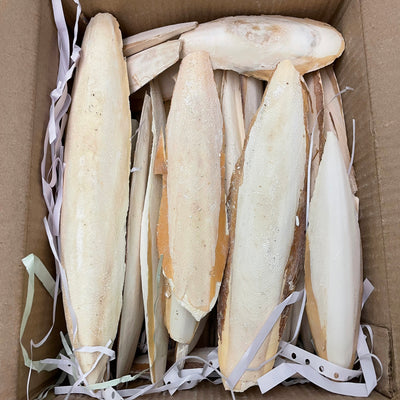 A & E Cages Cuttlebone Pieces Bulk Box 6-8 in, 5 lb 644472008913