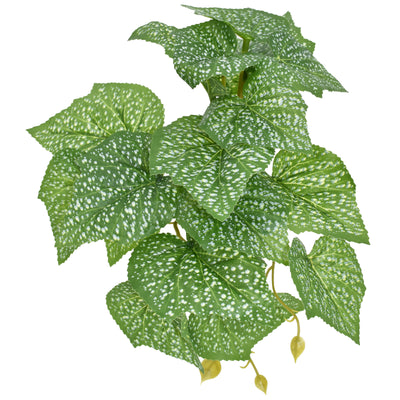 Komodo Standing Spotted Pothos Plant 5 in 784369933796