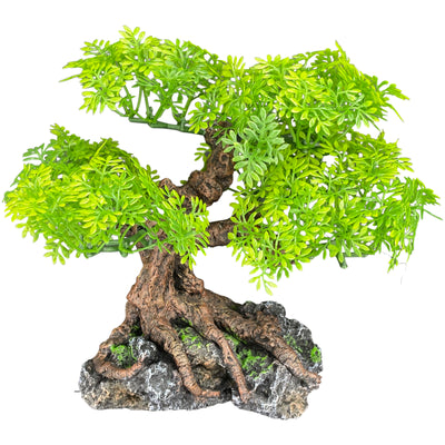 Komodo Bonsai Tree 17 in 784369933758