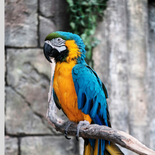 Bird Menu