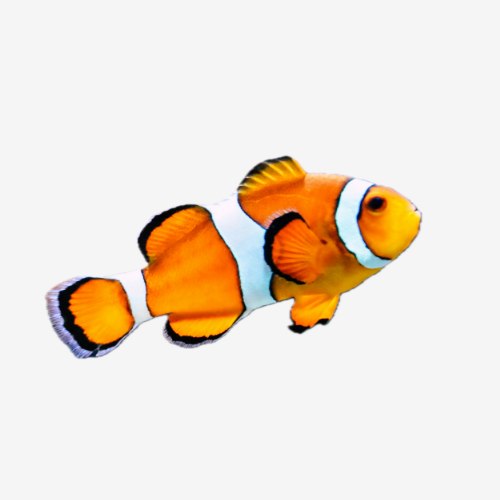 Fish Menu