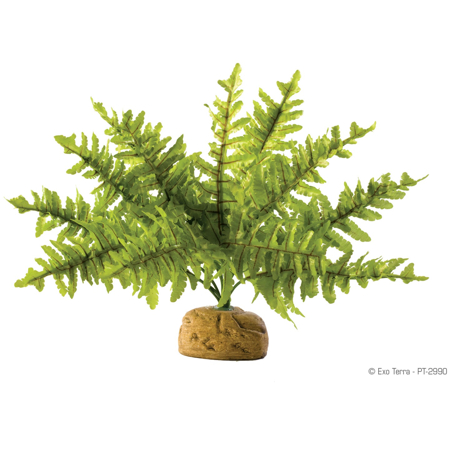 Exo Terra Rainforest Plant - Boston Fern - Small - Pt2990{L+7}