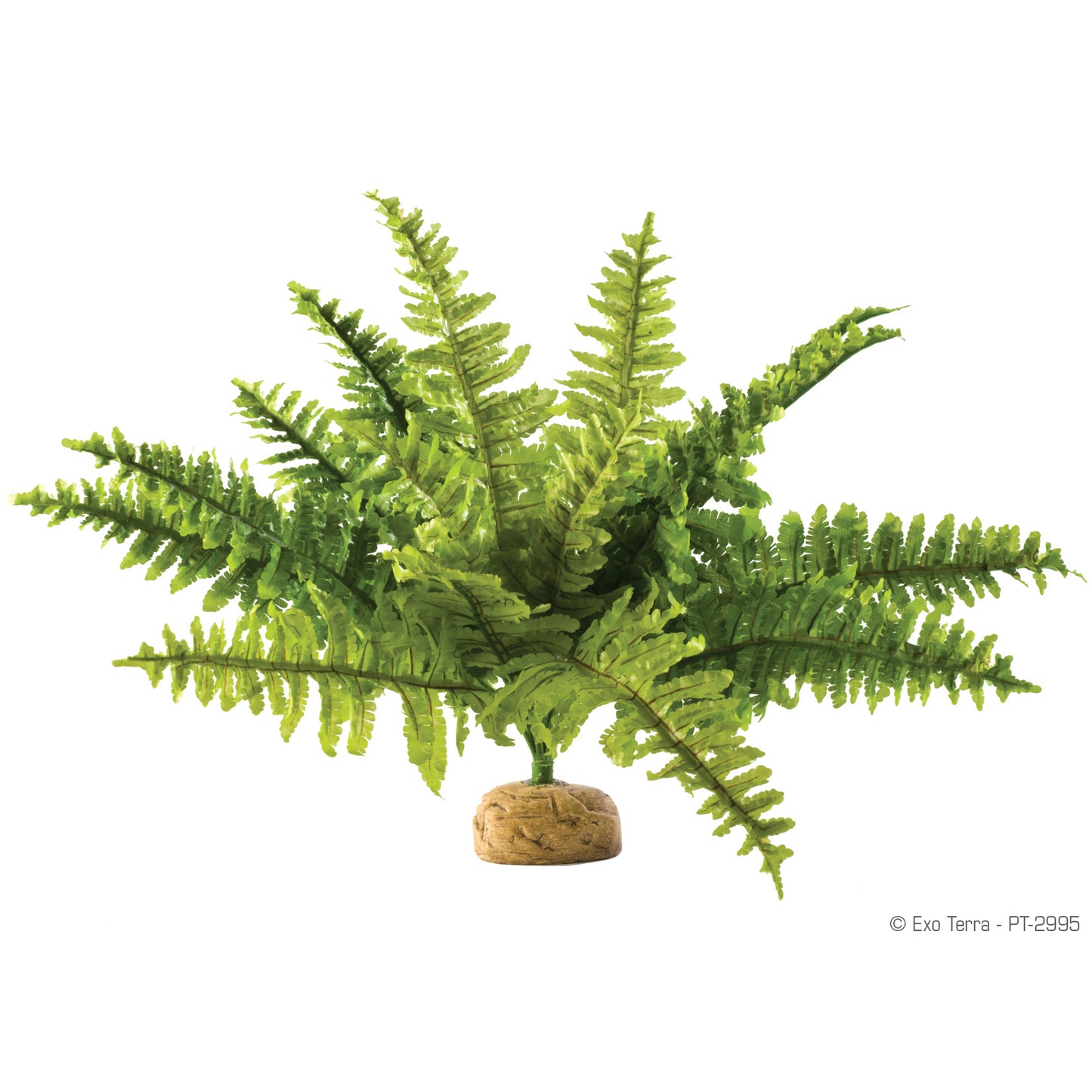 Exo Terra Rainforest Plant - Boston Fern - Medium - Pt2995 {L+7}