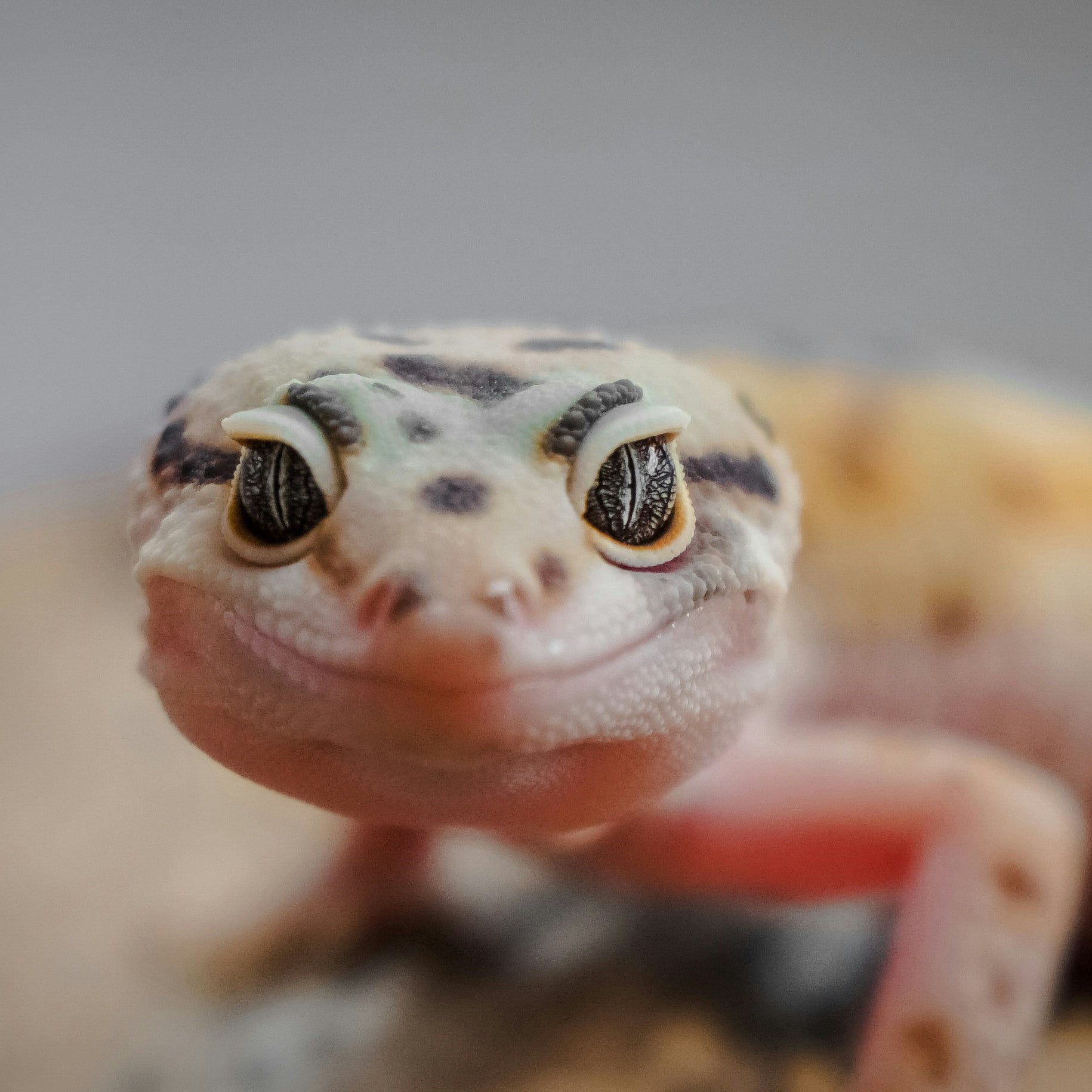 Reptile Menu