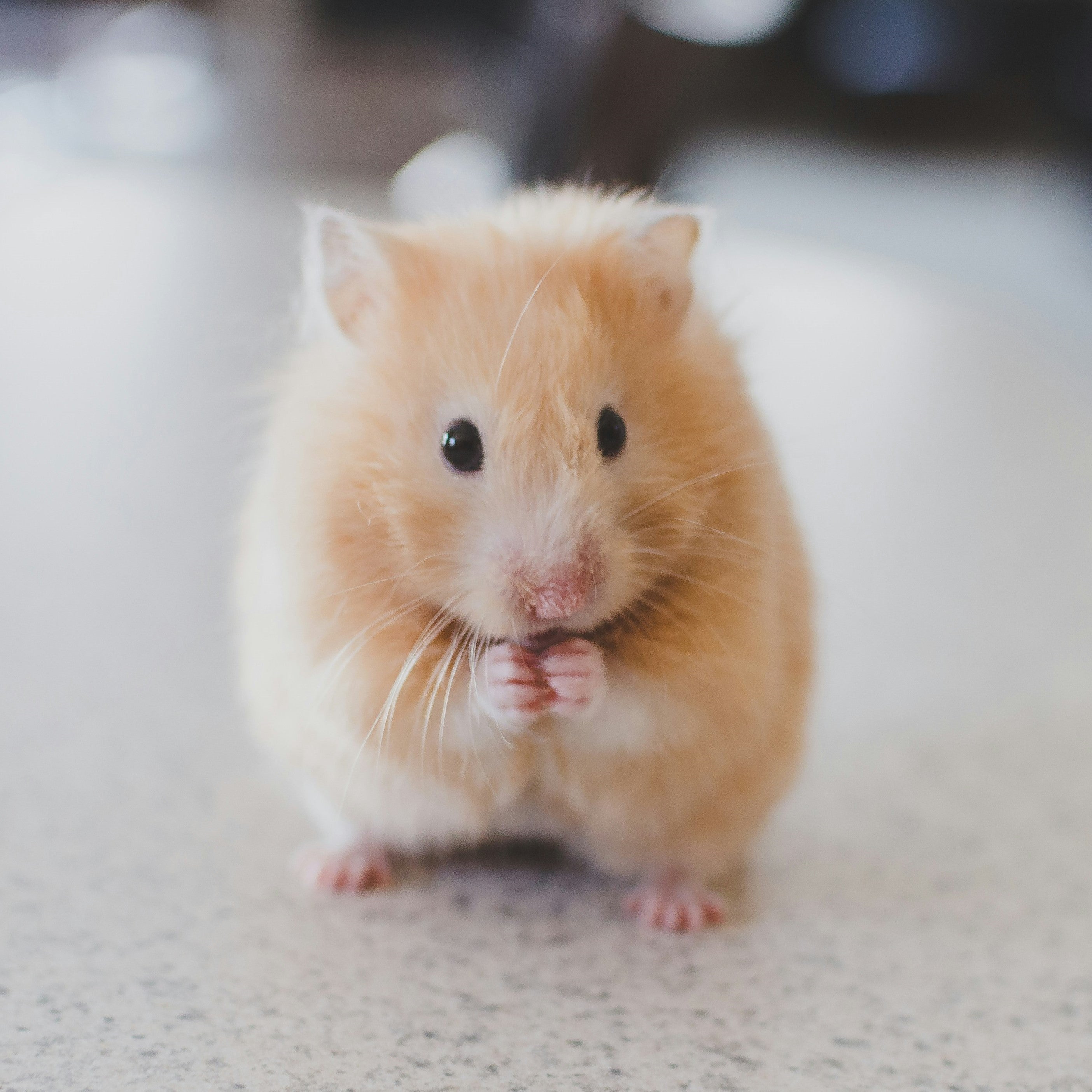Small Animal Menu