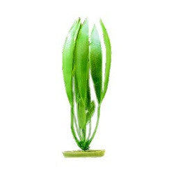 Aquascaper Amazon Sword Plant 12in Pp1201{L + 7} - Aquarium