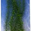 Aquascaper Anacharis Extra Large 15in Pp1503{L + 7} - Aquarium