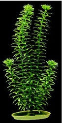 Aquascaper Anacharis Large 12in Pp1203{L+7} 080605112032