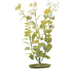 Aquascaper Cardamine Medium 8in Pp805{L + 7} - Aquarium