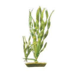 Aquascaper Corkscrew Vallisneria 8in Pp806{L+7} 080605108066