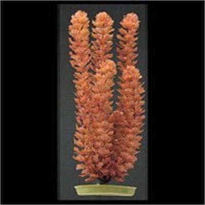 Aquascaper Foxtail Large 12in Pp1210{L+7} 080605112100